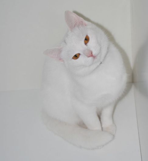 Picture of a cat / kitten / feline