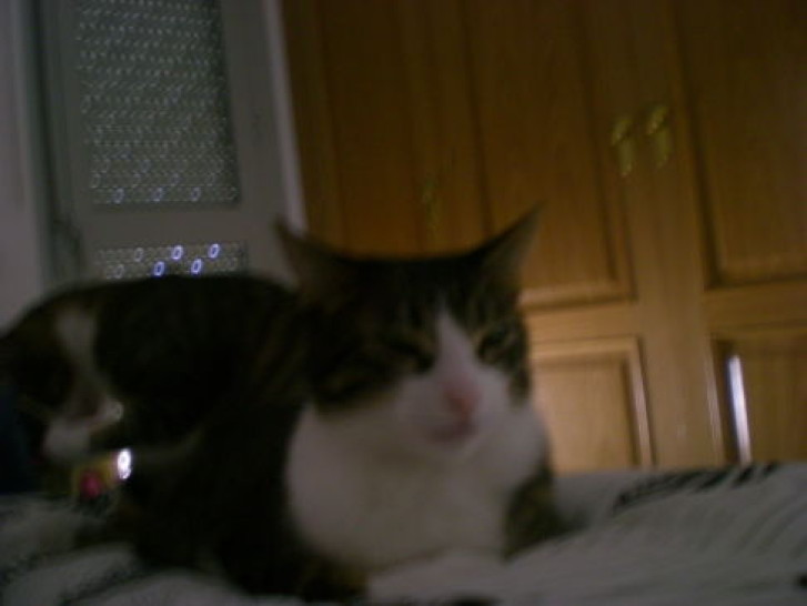 Picture of a cat / kitten / feline