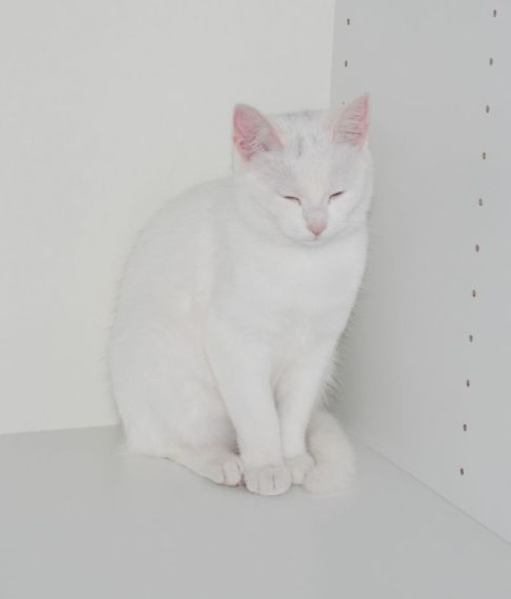 Picture of a cat / kitten / feline