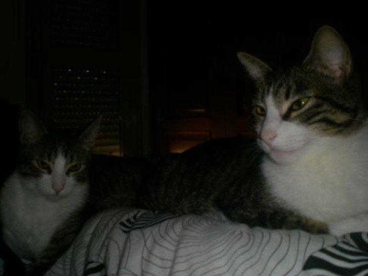 Picture of a cat / kitten / feline