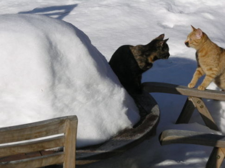 Picture of a cat / kitten / feline