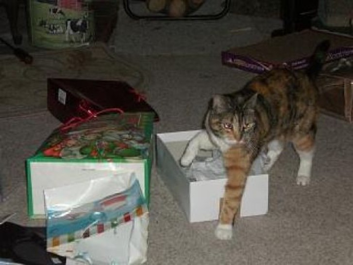 Picture of a cat / kitten / feline