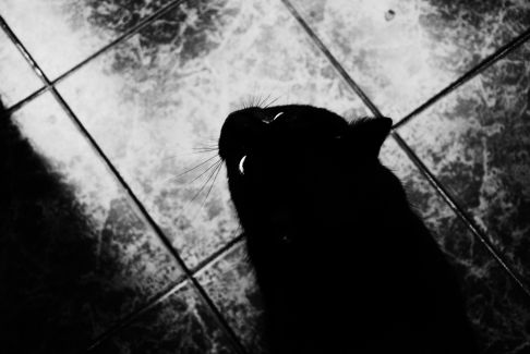 Picture of a cat / kitten / feline