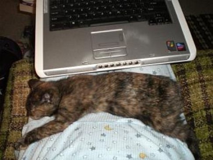 Picture of a cat / kitten / feline