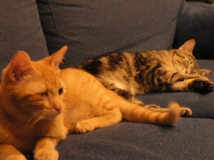 Picture of a cat / kitten / feline