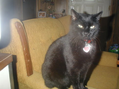 Picture of a cat / kitten / feline