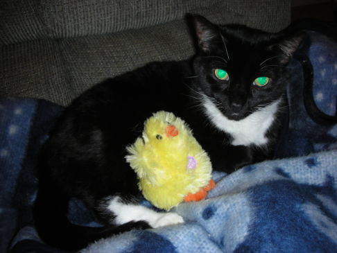 Picture of a cat / kitten / feline