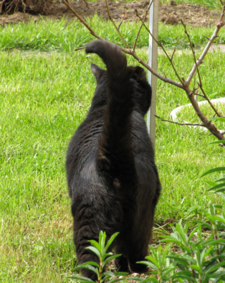 Picture of a cat / kitten / feline