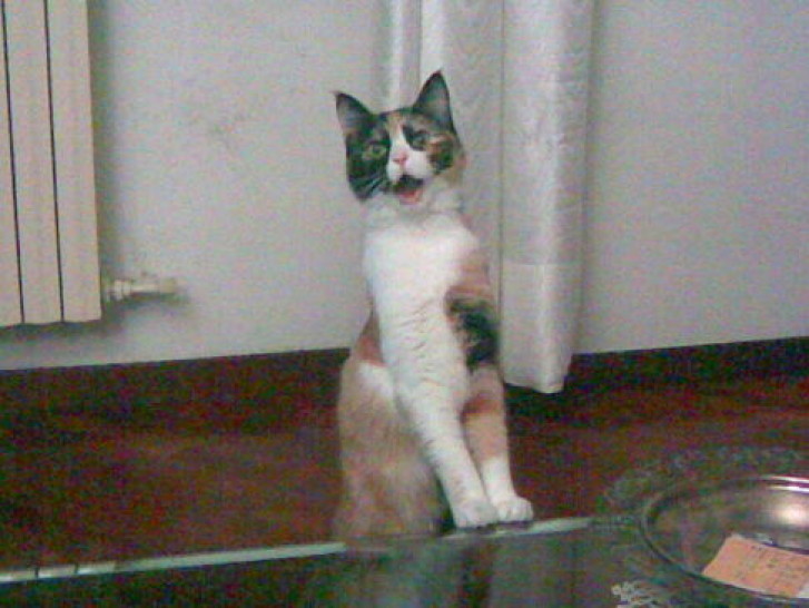 Picture of a cat / kitten / feline