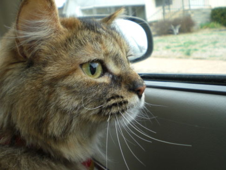 Picture of a cat / kitten / feline