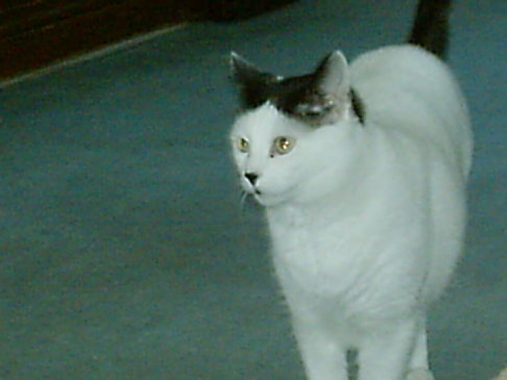 Picture of a cat / kitten / feline