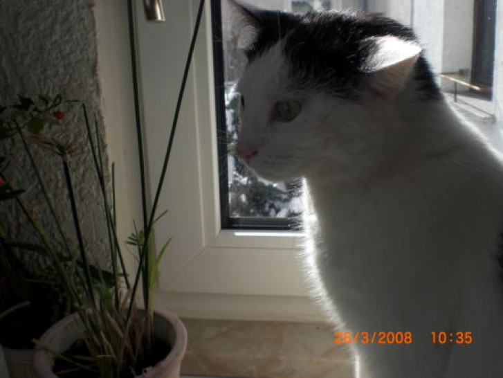 Picture of a cat / kitten / feline