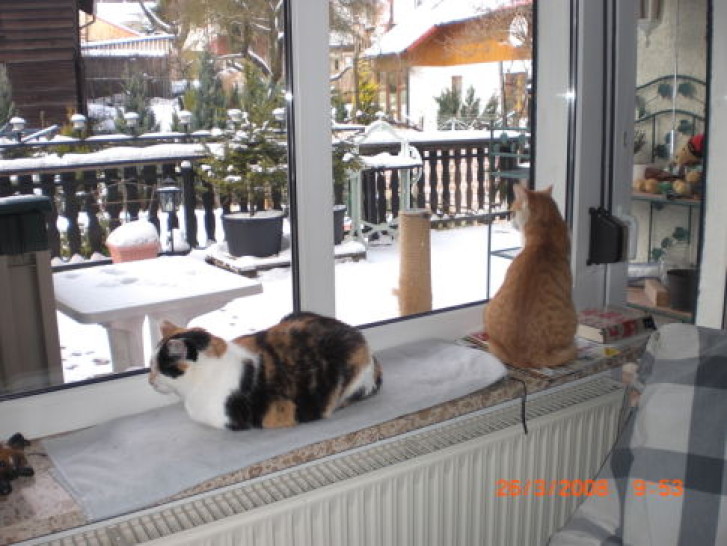 Picture of a cat / kitten / feline