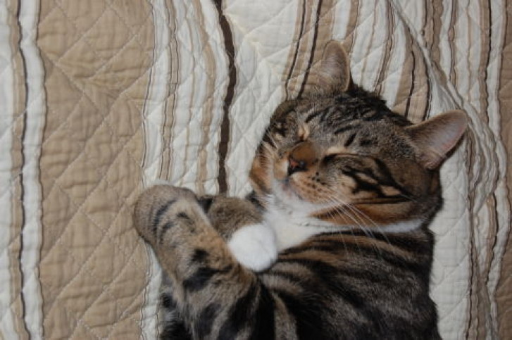 Picture of a cat / kitten / feline