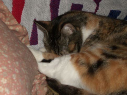 Picture of a cat / kitten / feline