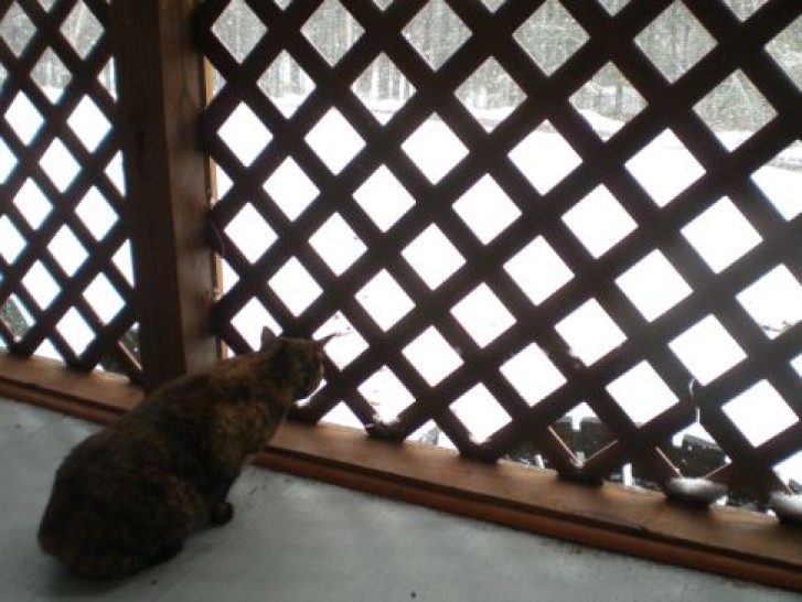 Picture of a cat / kitten / feline