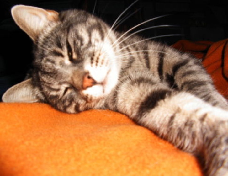 Picture of a cat / kitten / feline