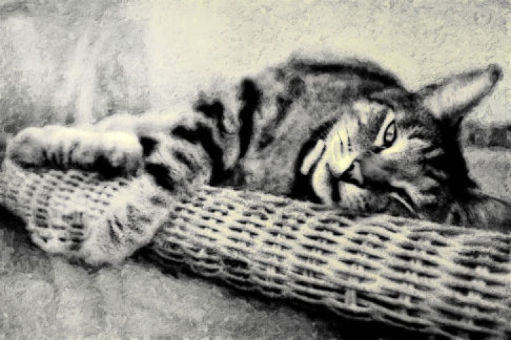 Picture of a cat / kitten / feline