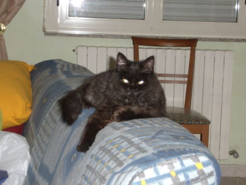 Picture of a cat / kitten / feline