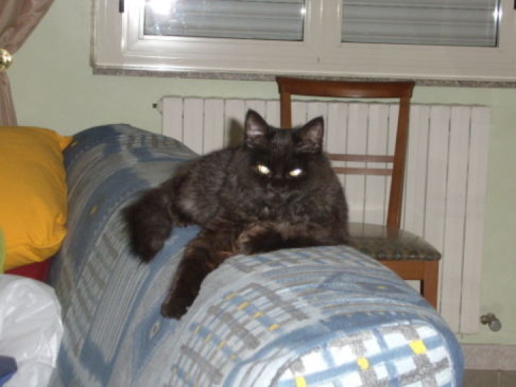 Picture of a cat / kitten / feline