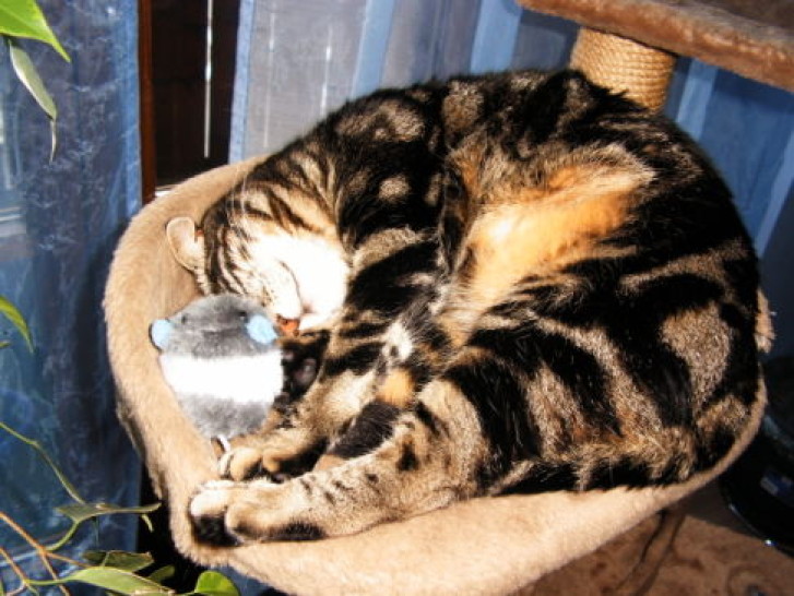 Picture of a cat / kitten / feline