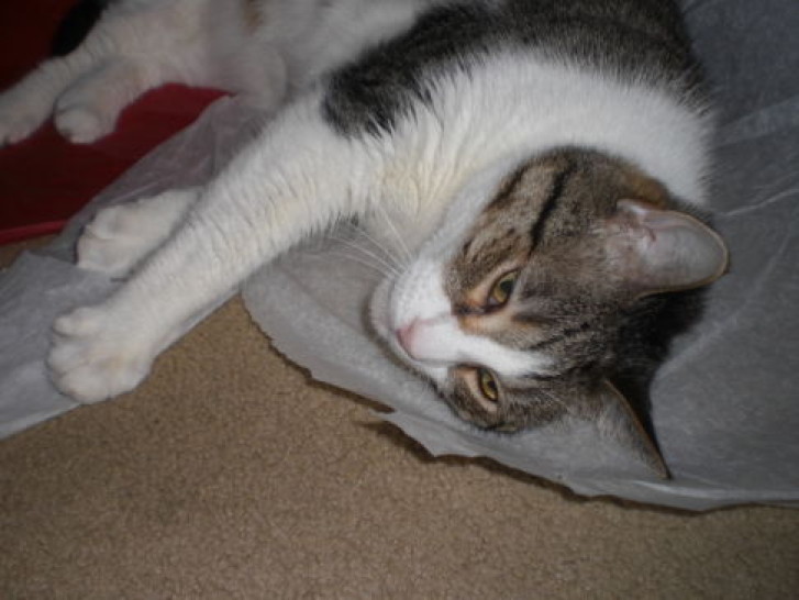 Picture of a cat / kitten / feline