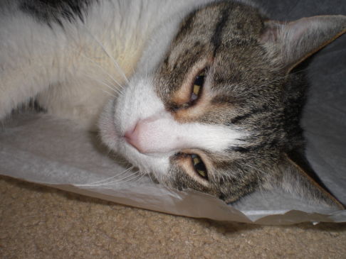 Picture of a cat / kitten / feline