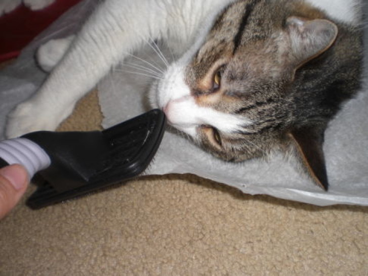 Picture of a cat / kitten / feline