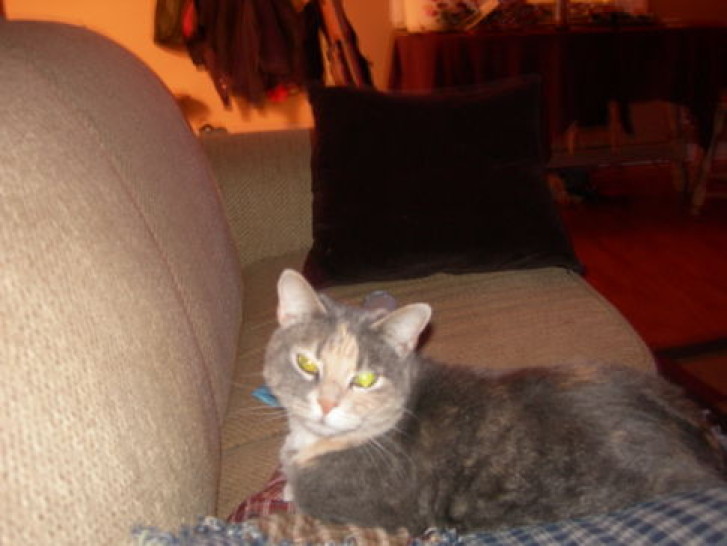 Picture of a cat / kitten / feline