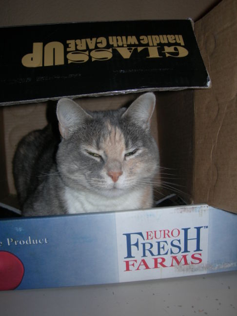 Picture of a cat / kitten / feline