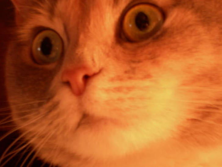 Picture of a cat / kitten / feline