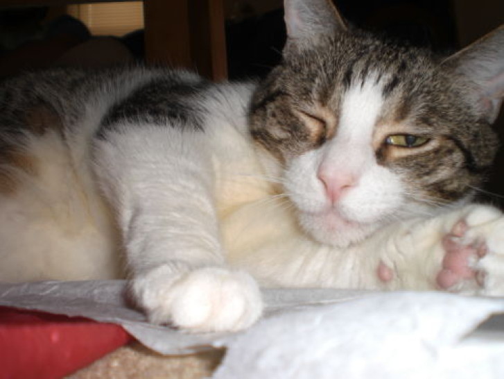 Picture of a cat / kitten / feline