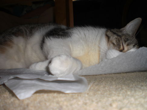 Picture of a cat / kitten / feline