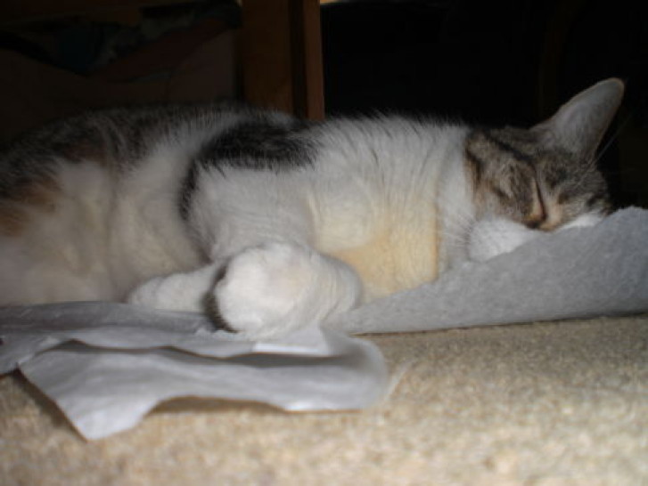 Picture of a cat / kitten / feline