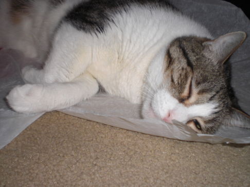 Picture of a cat / kitten / feline