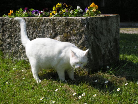 Picture of a cat / kitten / feline