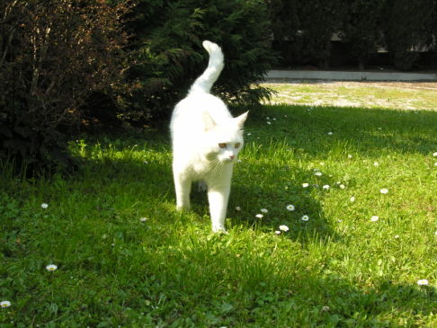 Picture of a cat / kitten / feline