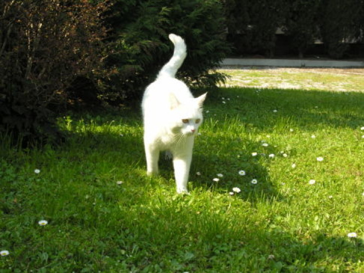 Picture of a cat / kitten / feline