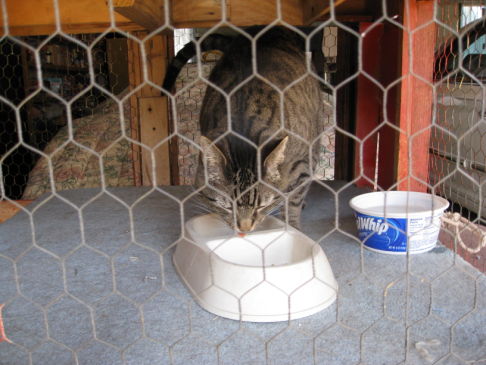 Picture of a cat / kitten / feline