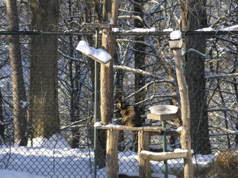 Picture of a cat / kitten / feline