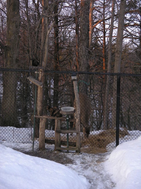 Picture of a cat / kitten / feline