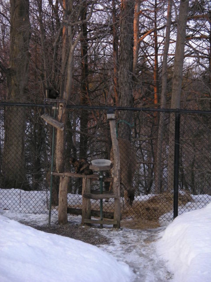 Picture of a cat / kitten / feline