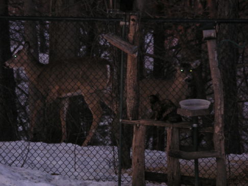 Picture of a cat / kitten / feline