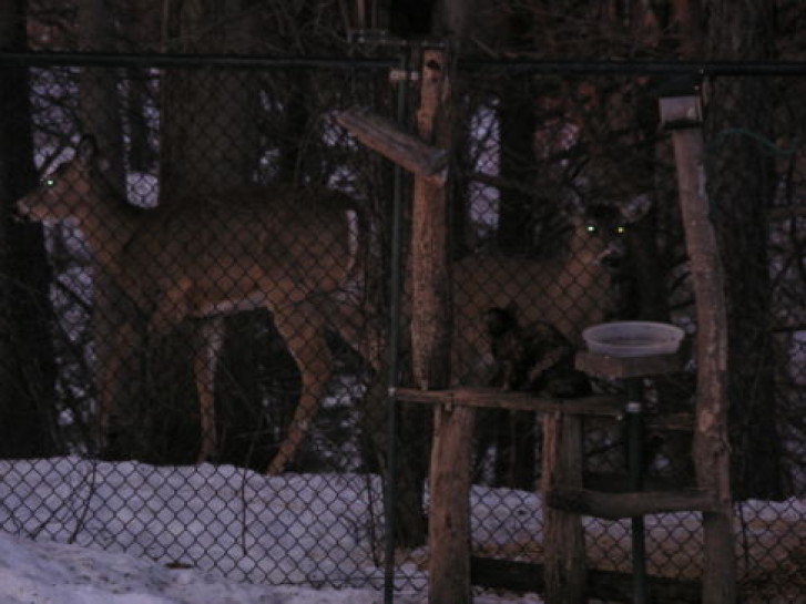 Picture of a cat / kitten / feline