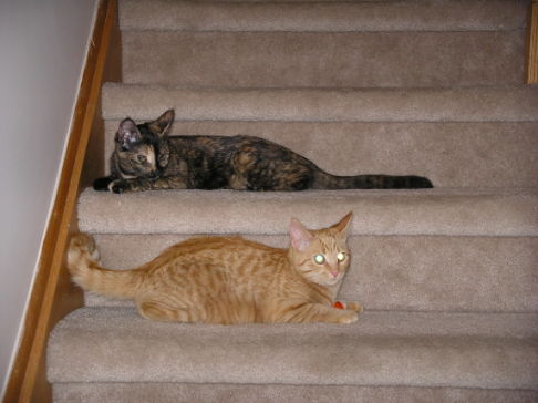 Picture of a cat / kitten / feline