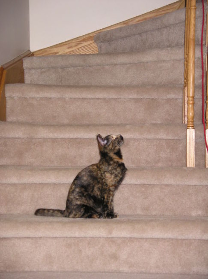 Picture of a cat / kitten / feline