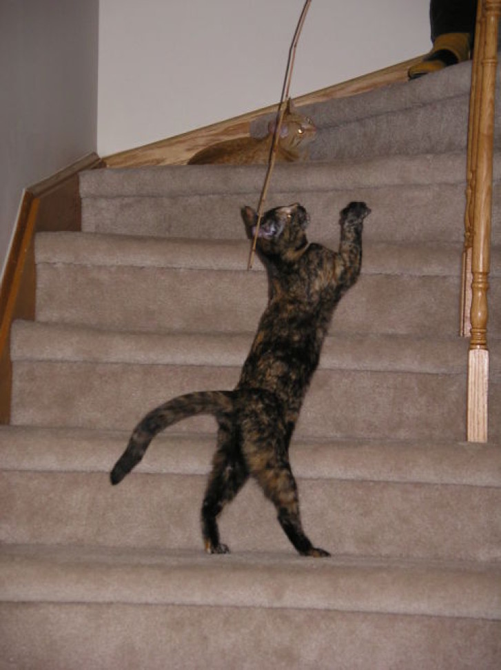 Picture of a cat / kitten / feline