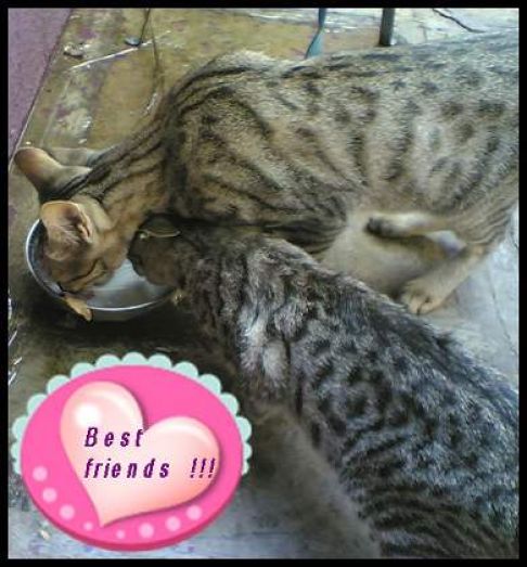 Picture of a cat / kitten / feline