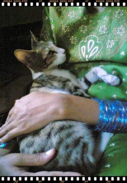 Picture of a cat / kitten / feline