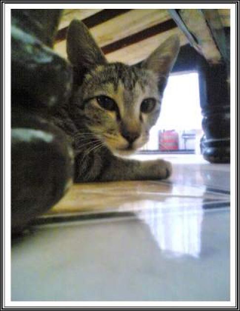 Picture of a cat / kitten / feline